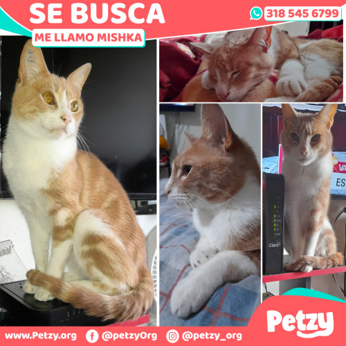 Foto de mascota Mishka