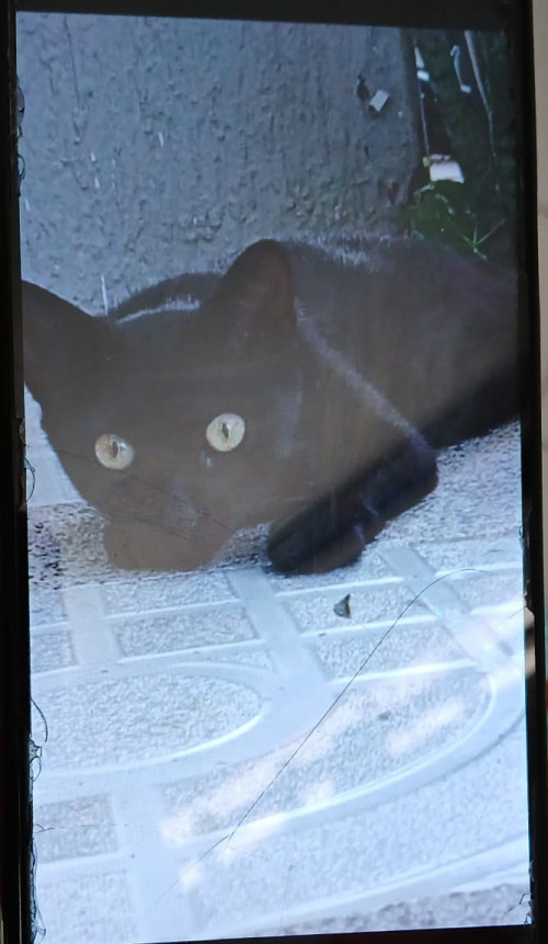 Un Niño 🐱 Y Una Niña 🐱