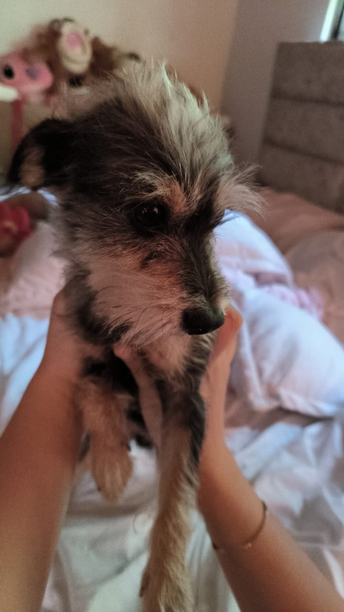 Negrito
