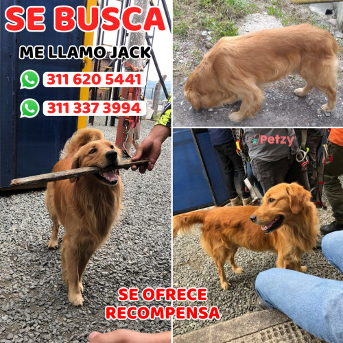 Foto de mascota Jack