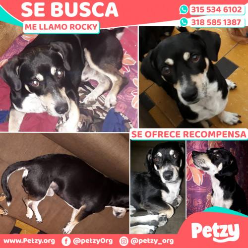 Foto de mascota Rocky