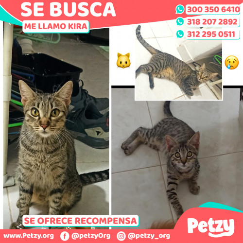 Foto de mascota Kira