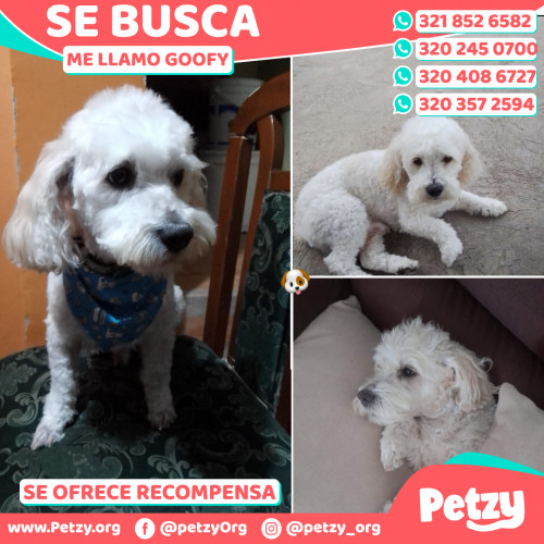 Foto de mascota Goofy