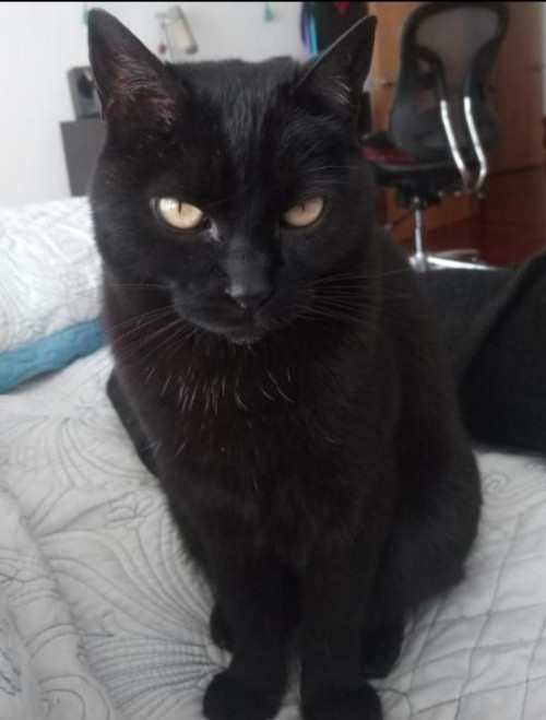 Negra