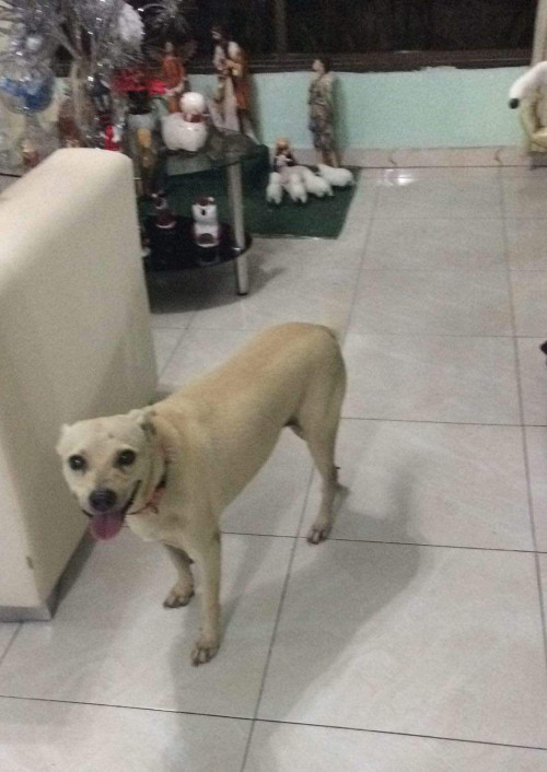 Caramelo