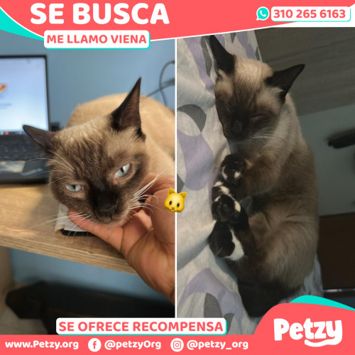 Foto de mascota Viena