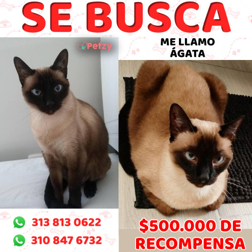 Foto de mascota ágata