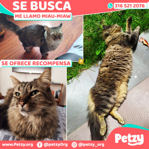 Banner de Mía-miaw