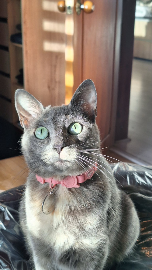Coco