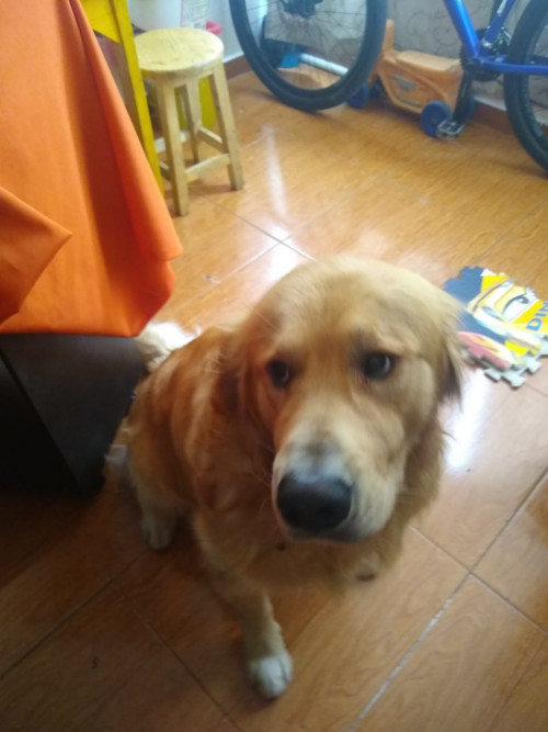 Goly