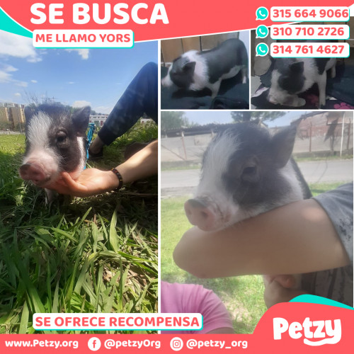 Foto de mascota Yors