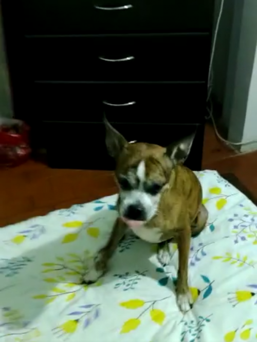 Milo