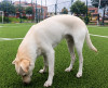 Foto de Toby en  Bogotá #0
