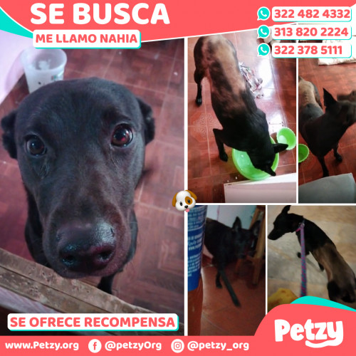 Foto de mascota Nahia