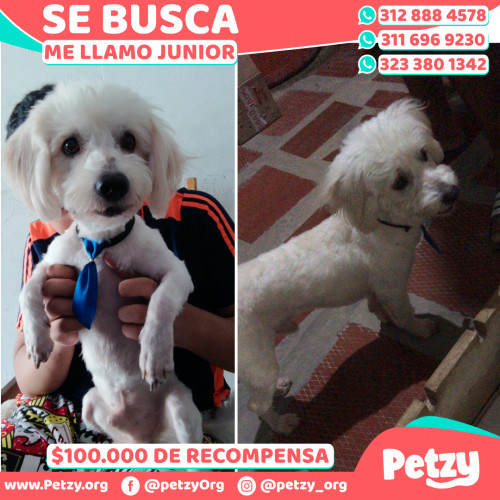 Foto de mascota Junior