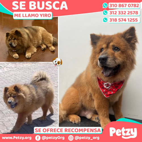 Foto de mascota Yiro