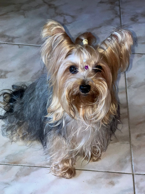 Dulce
