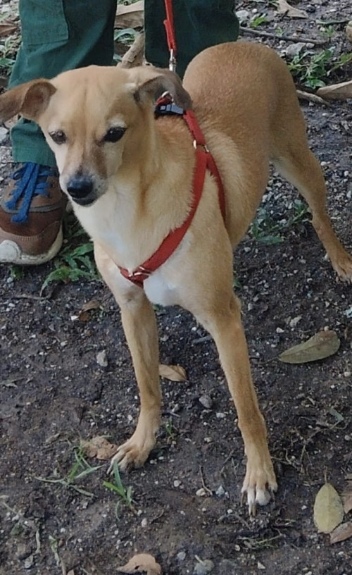 Niña
