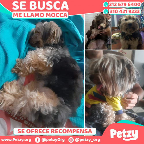 Foto de mascota Mocca