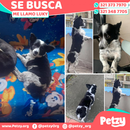 Foto de mascota Luky