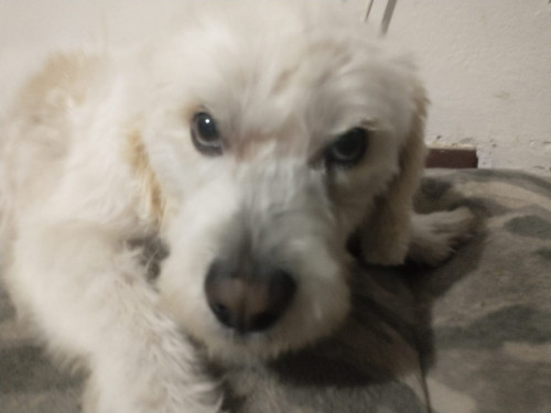 Nicolás