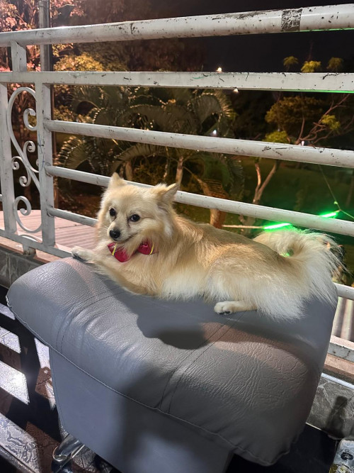 Toby