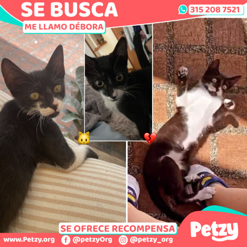 Foto de mascota Débora