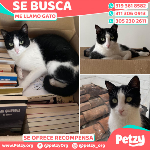 Foto de mascota Gato