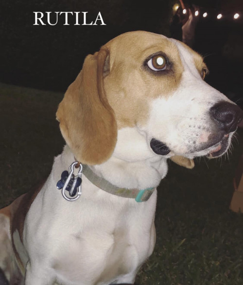 Rutila