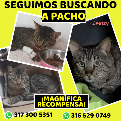 Foto de mascota Pacho