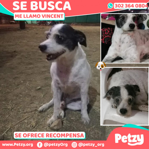 Foto de mascota Vincent