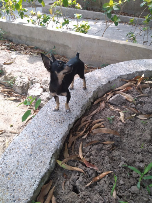 Pachito
