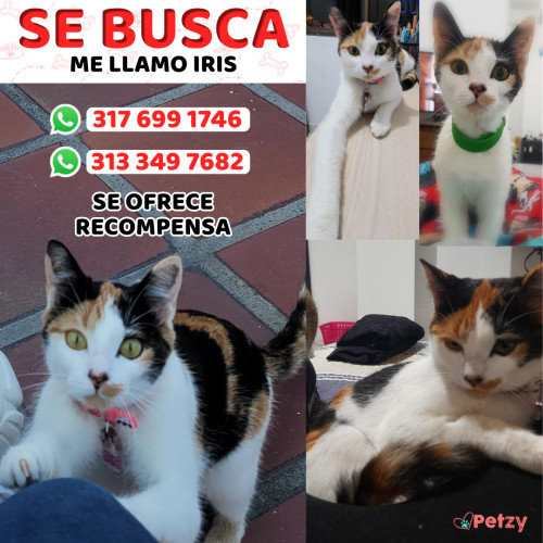 Foto de mascota Iris