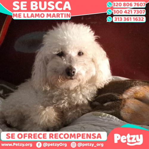 Foto de mascota Martin 