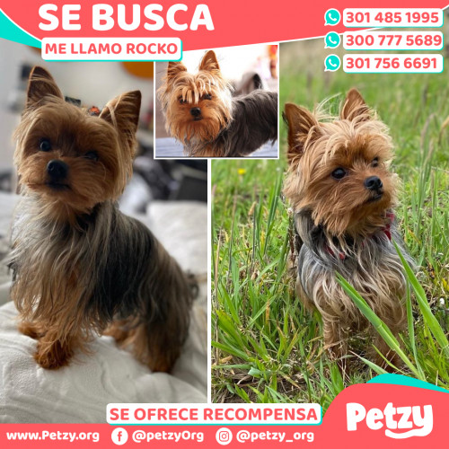 Foto de mascota Rocko