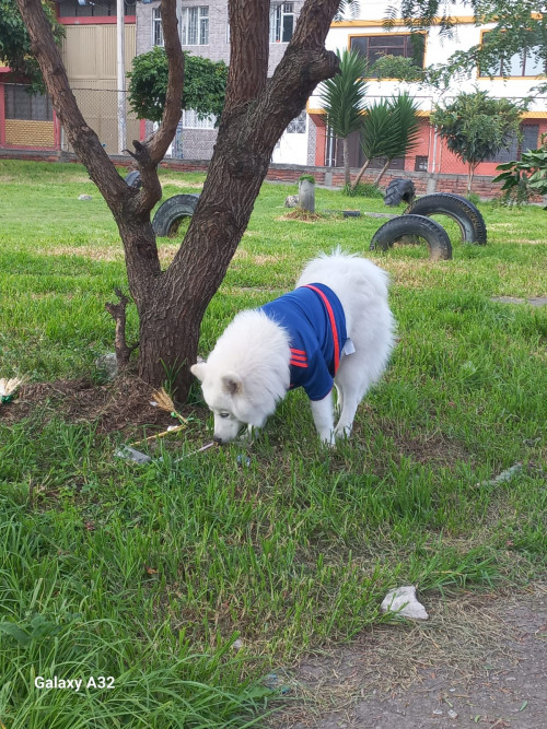 Max