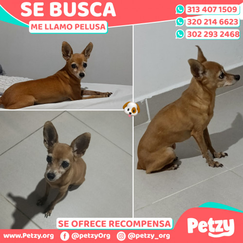Foto de mascota Pelusa