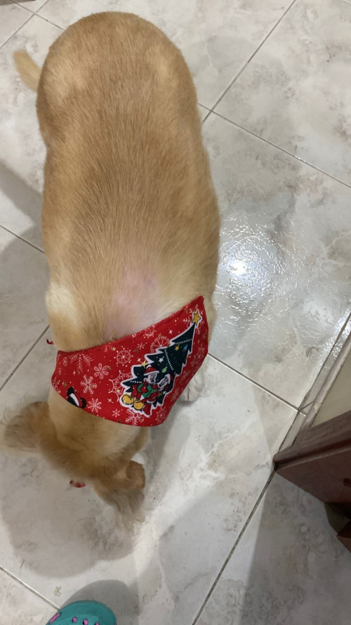 Muñeca