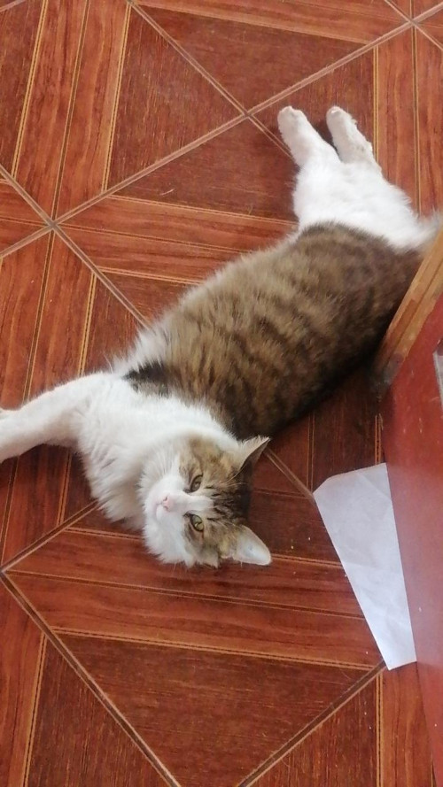 Susu