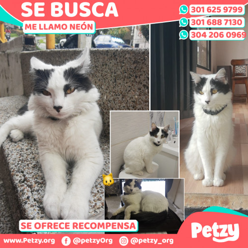 Banner de Neón