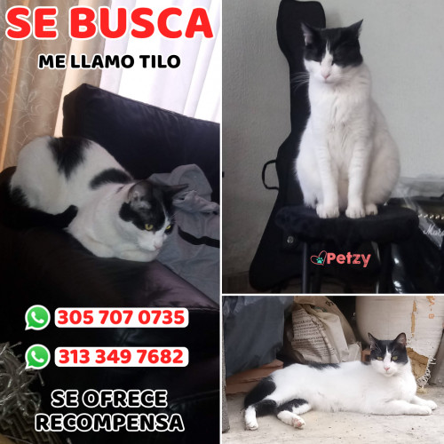 Foto de mascota Tilo