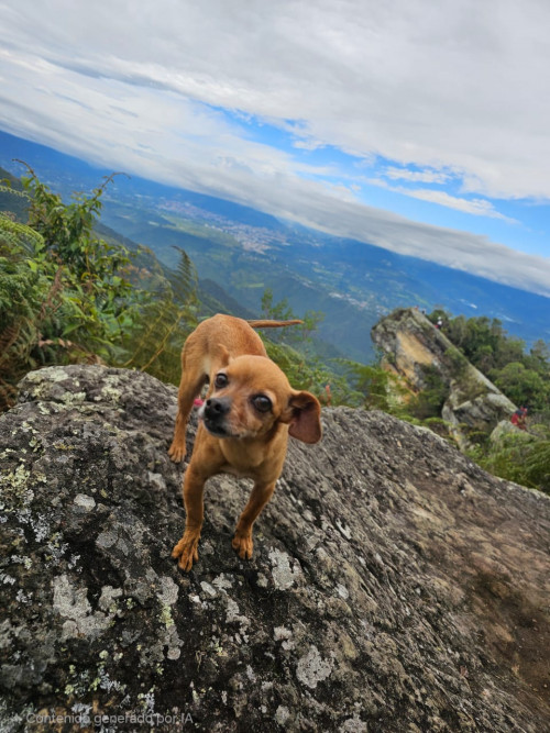 Panela