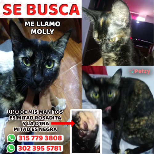 Foto de mascota Molly