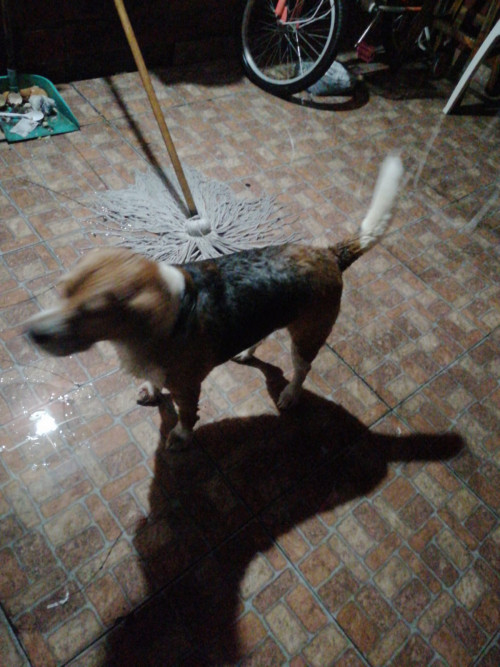 Lucas