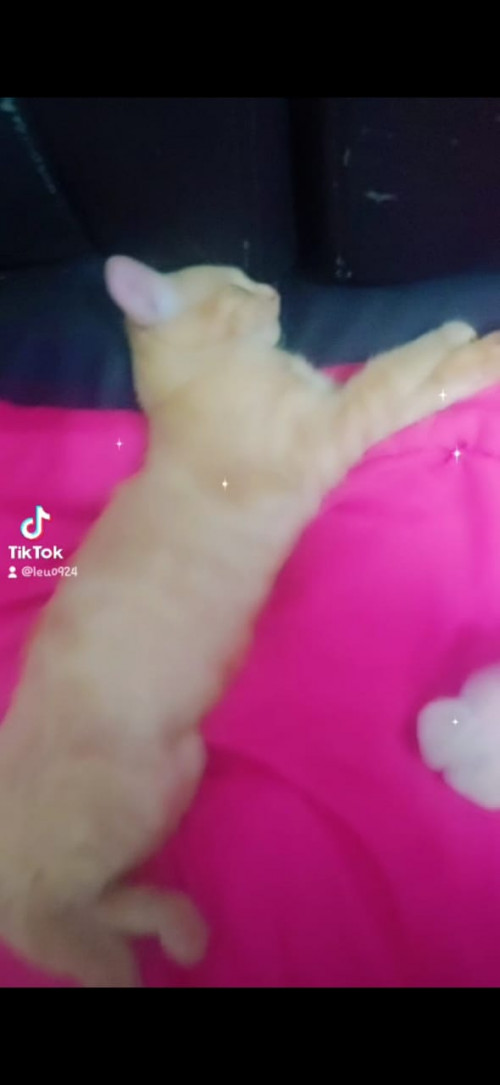 Garfield