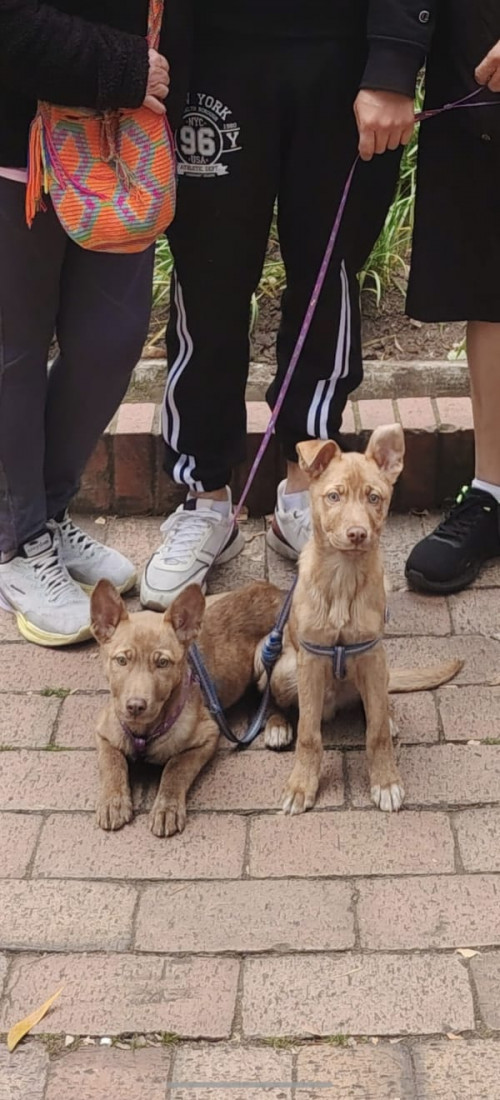 Mónaco Y Chanell