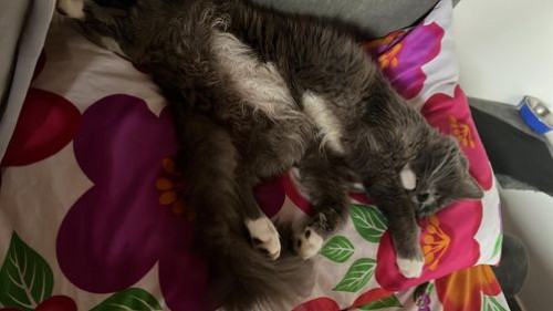 Merlín