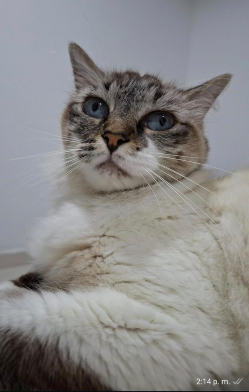 Mia