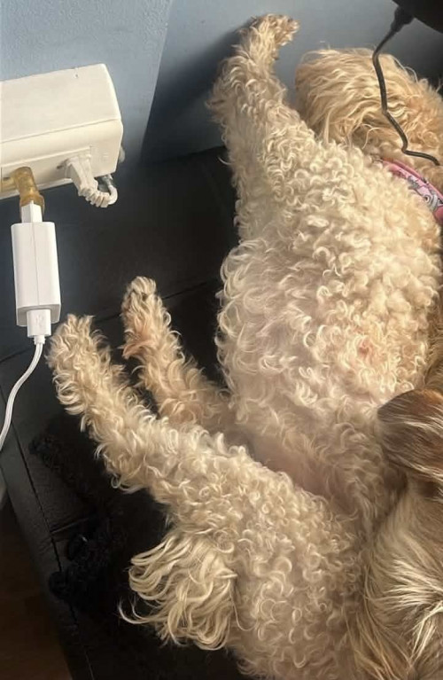 Canela