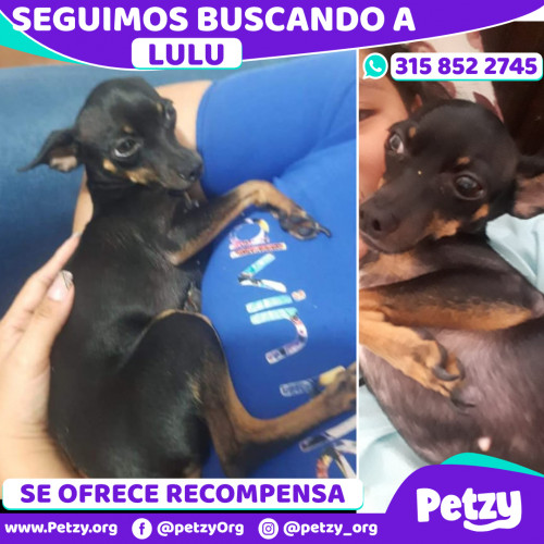 Foto de mascota Lulu